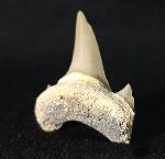 Cretalamna borealis (PRIEM 1897) - Bild &copy; FossNet FossilienStore